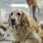 Soll ich meinem Hund Pickel ausdrücken, oder lieber nicht?