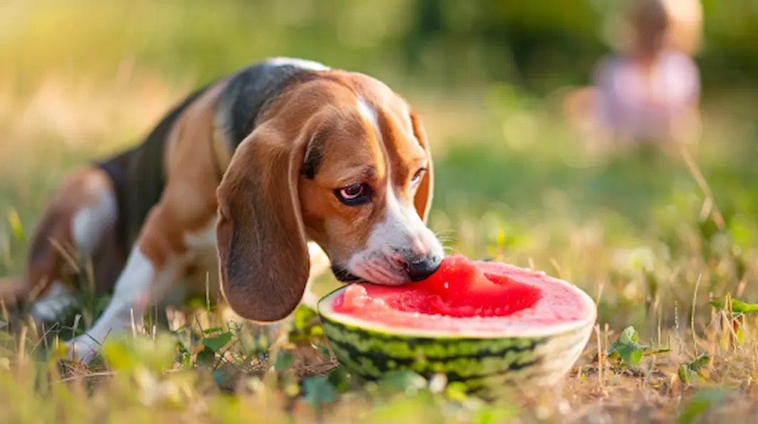 Was steckt in einer Wassermelone? Nährstoffe, die Ihr Hund brauchen könnte