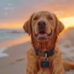 GPS Tracker-Halsband für Hunde | Was ist das eigentlich und warum machen sie Sinn?