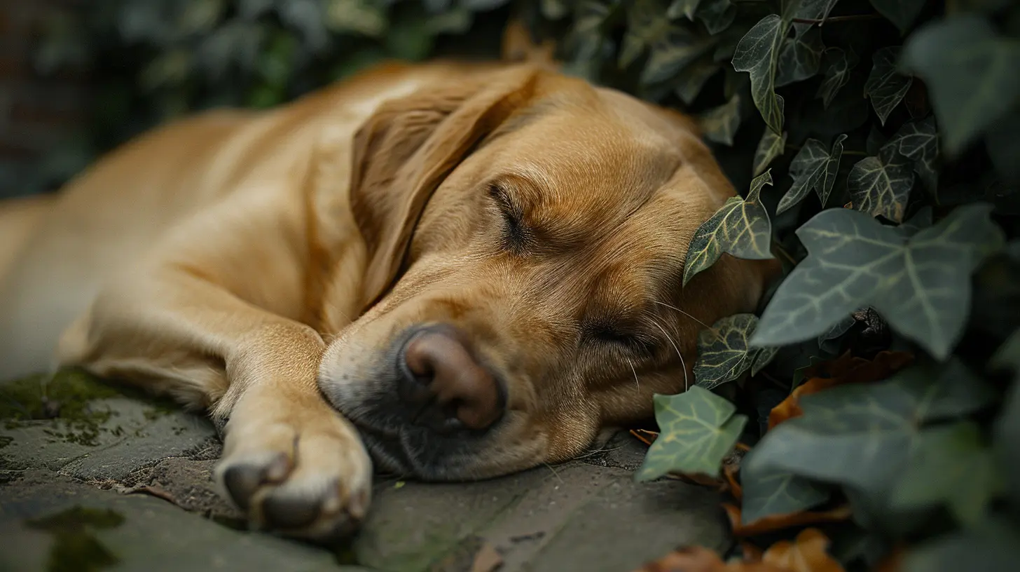 Sollte man einen schlafenden Hund wecken?