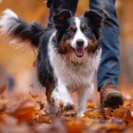 Rückruf: Welche Konsequenz wenn Hund nicht kommt bzw. hört?