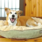 Das HUNTER Hundebett Eiby – Unsere Empfehlung für kuschlige Momente