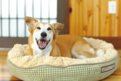 Das HUNTER Hundebett Eiby – Unsere Empfehlung für kuschlige Momente