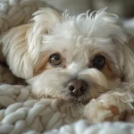 Die Malteser Hunde: Wissenswertes über diese kleinen, süßen Racker!