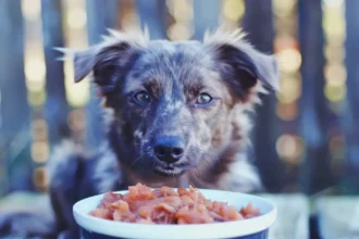 Welches Nassfutter für Hunde? - Positive Tests? Mach jetzt eigene Erfahrungen!