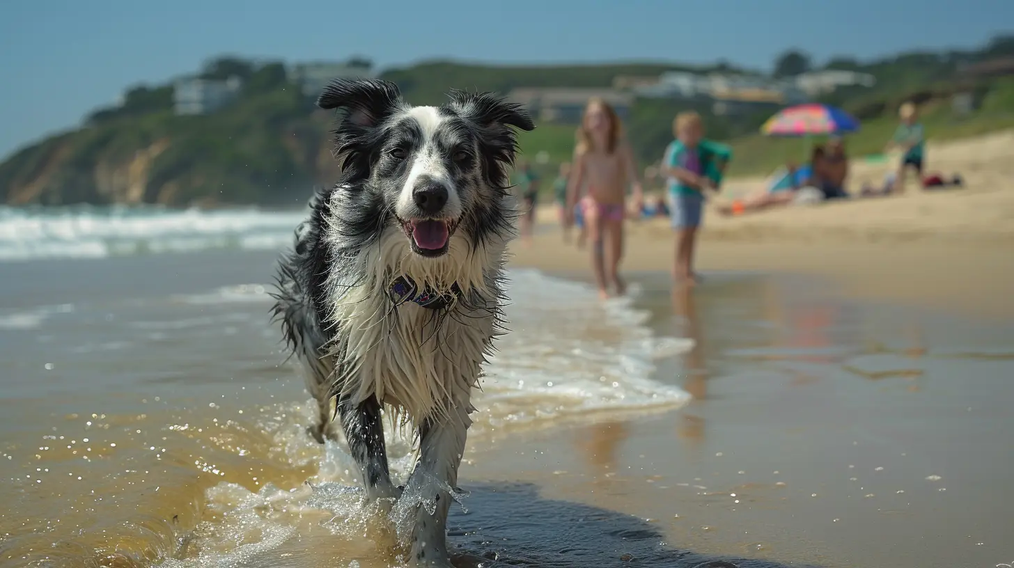 Kurzhaarcollie im Porträt: Was macht ihn aus?