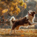 Was sollte man bei der Haltung des Border Collies beachten?