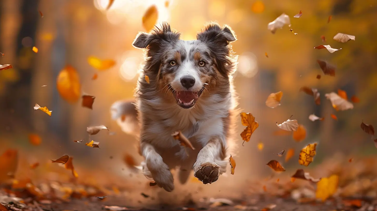 Border Collie Mix - Welche gibt es & welche sind besonders cool?