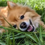 Deutet Grasfressen von meinem Hund auf einen Nährstoffmangel hin?