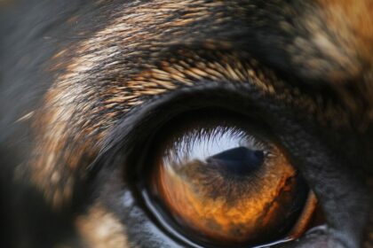 Sehschärfe und Entfernungswahrnehmung bei Hunden