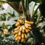 Was enthalten Bananen, was für den Hund von Vorteil sein könnte?